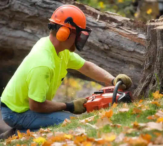 tree services Morgandale